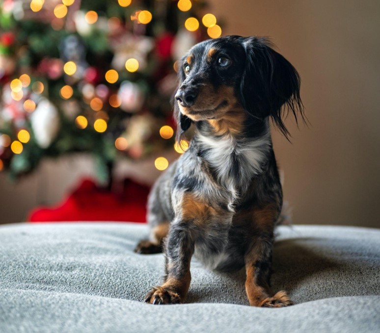 The King of Christmas Trees for Small Spaces